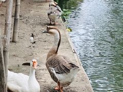 -丝绸小镇荻港古村