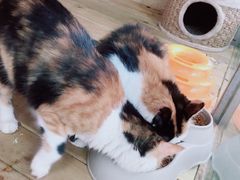 -谷咖啡·鲜花绿植花园餐厅