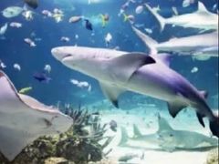 -悉尼海洋生物水族馆