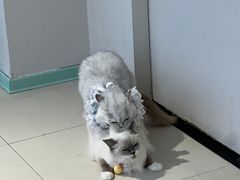 -怪兽屋·羊驼·猫咖·狗咖(俊华广场店)