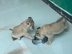 -大连森林动物园