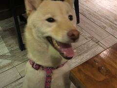 -百好乐宠物友好餐厅(朝外大街店)