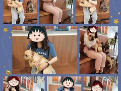 -柯斗斗主题餐厅·狗咖·围炉煮茶·茶饮(国瑞升平里店)