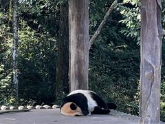 -中国大熊猫保护研究中心雅安碧峰峡基地