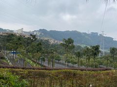-南山植物园