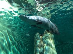 -上海海洋水族馆