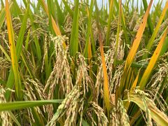 -中国天府农业博览园