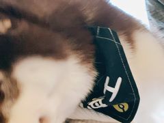 -Husky Go! 哈士奇体验馆·宠物咖啡厅狗咖