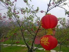 -天适樱花悠乐园