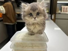 -欣宠猫屋·矮脚拿破仑·蓝金金渐层