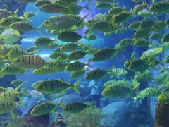 -上海海昌海洋公园