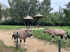 -大连森林动物园