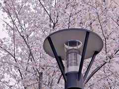 -高东镇樱花园