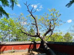 -阳台山自然风景区