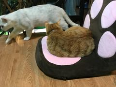 -李小姐の猫咖啡馆(五角场店)