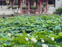 -长洲岛