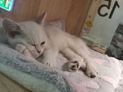 -BABIT巴比特宠物(MOMOPARK店)