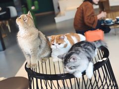 -飞行喵MR PILOT|猫舍·猫咖(静安大融城店)