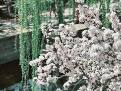 -海棠花溪(元大都城垣遗址公园)