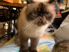 -more than meow吴止猫主题餐厅(承德 中船汇店)