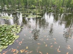 -池杉湖湿地公园