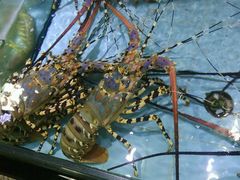 -渔民新村(番禺总店)