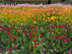 -洛阳郁金香牡丹园