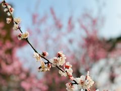 -梅花山(明孝陵内)
