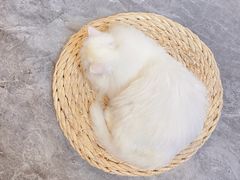 -More Fun猫咖 二十只万元加菲主题