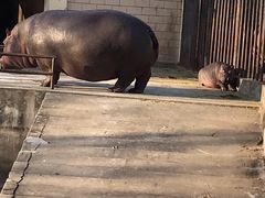 -合肥野生动物园