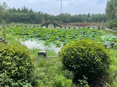 -渌洋湖湿地公园