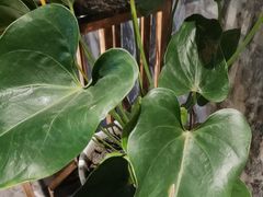 -弘安丽水温泉酒店