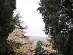 -武汉大学-樱园