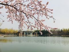 -大兴滨河森林公园