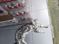 -皖北巫氏三胖地锅鸡(长淮总店)