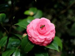 -中国科学院华南植物园