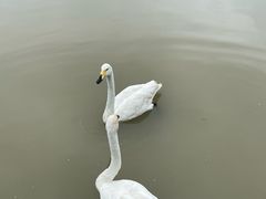 -盐城丹顶鹤湿地生态旅游区