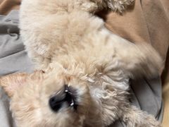 -翊宠yipet猫狗购宠庄园犬舍•猫舍