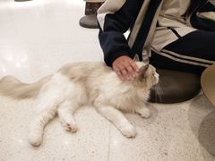 -飞行喵MR PILOT|猫舍·猫咖(静安大融城店)