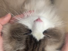 -纳吉亚猫专科动物诊疗中心(蒋宅口分院)