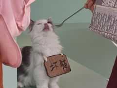 -怪兽屋·羊驼·猫咖·狗咖(俊华广场店)