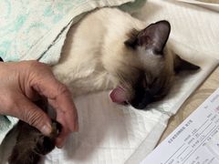 -北京观赏动物医院·24小时大型综合·猫专科·异宠专科