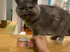 -猫小院猫主题咖啡厅(北锣店)