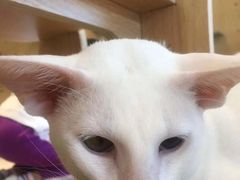 -飞行喵MR PILOT|猫舍·猫咖(静安大融城店)