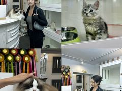 -青奢宠物·青奢猫舍