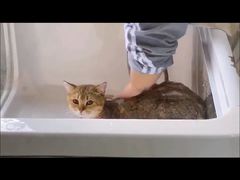 -十年猫舍·猫咪专门店(普陀店)
