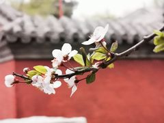 -颐和园