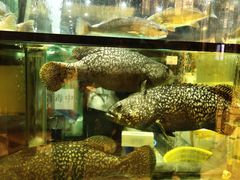 -金翠皇宫粤菜·点心·海鲜(科技园店)