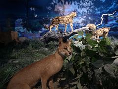 -国家自然博物馆