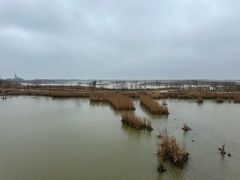 -盐城丹顶鹤湿地生态旅游区